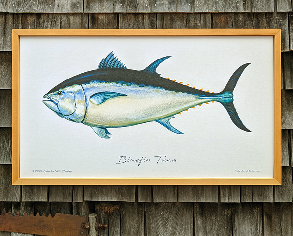 Bluefin Tuna Signed Fish Art Print