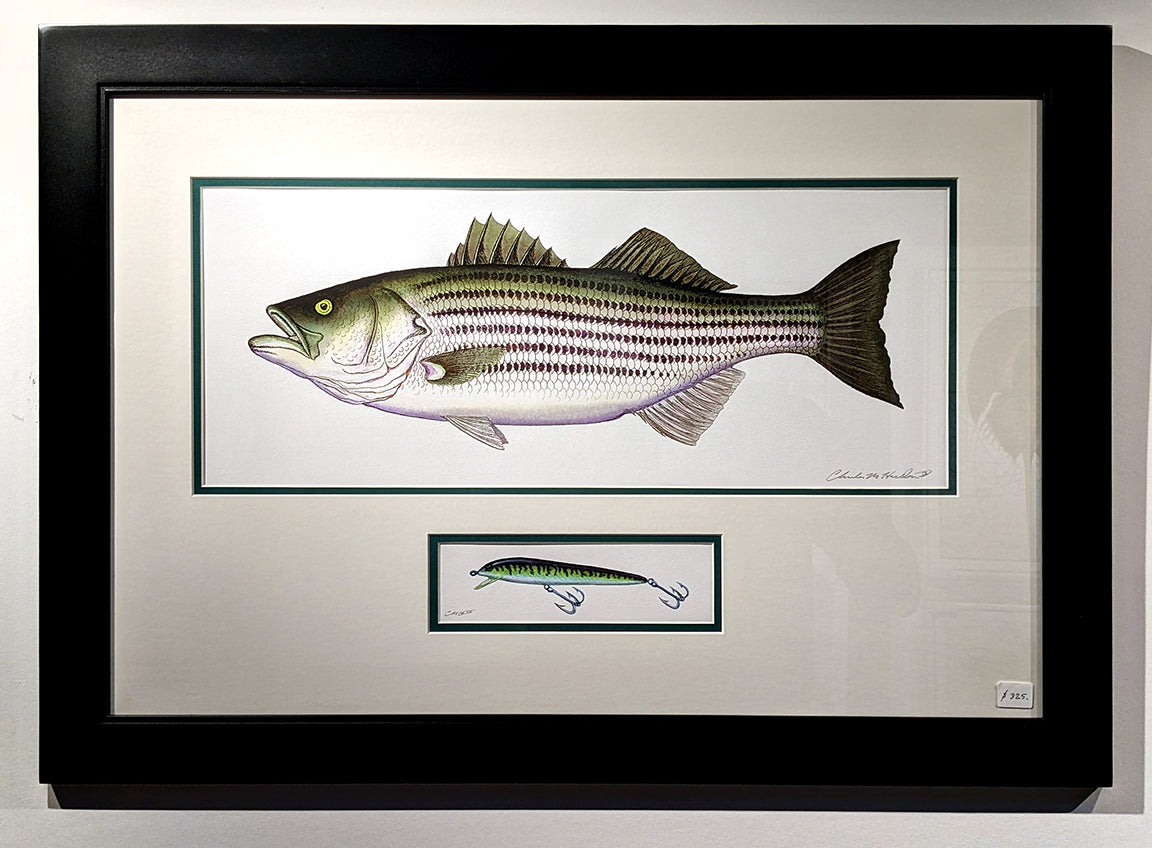 bass lure art Striped Bass with Vintage Fishing Lure – Harden Studios