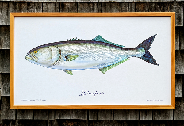 Bluefish Signed Fish Art Canvas Print