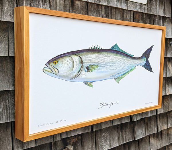 Bluefish Signed Fish Art Canvas Print
