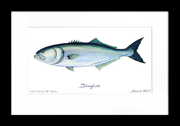 Bluefish Signed Fish Art Print
