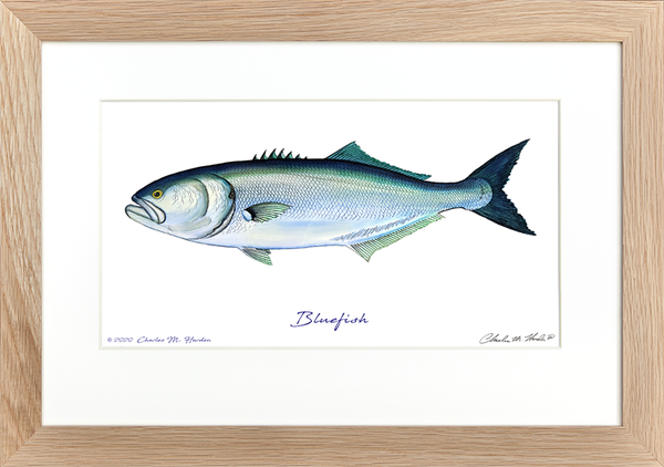 Bluefish Signed Fish Art Print