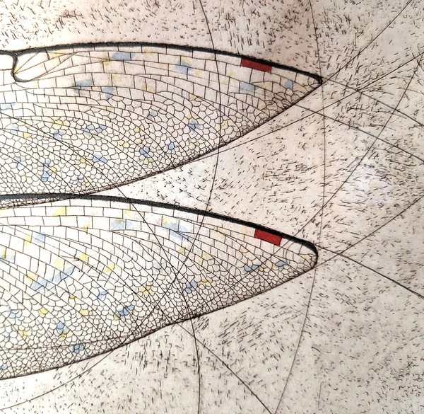 Ruby Meadowhawk Dragonfly Original Etching Art