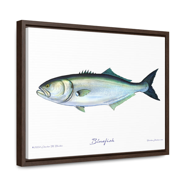 Framed Bluefish Canvas Fish Wall Art Print by Charles Harden - Free Shipping