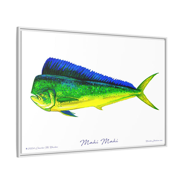 Mahi Mahi Framed Canvas Fish Art Print