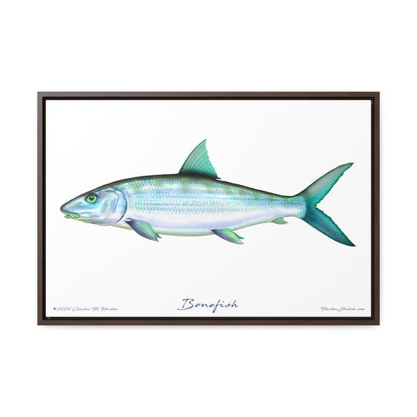 Framed Bonefish Canvas Fish Wall Art Print with Free Shipping