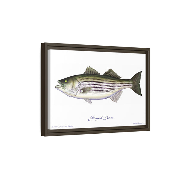 Striped Bass Framed Canvas Fish Art Print