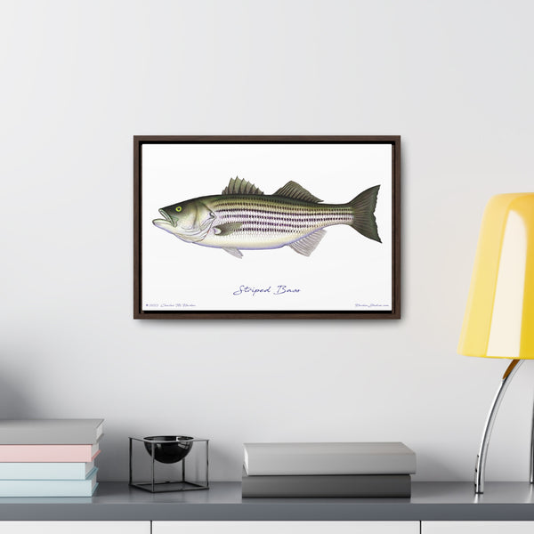 Striped Bass Fish Art