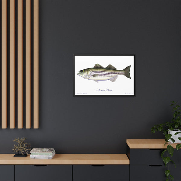 Striped Bass Framed Canvas Fish Art Print