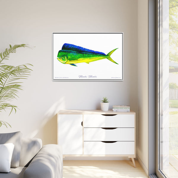 Mahi Mahi Framed Canvas Fish Art Print