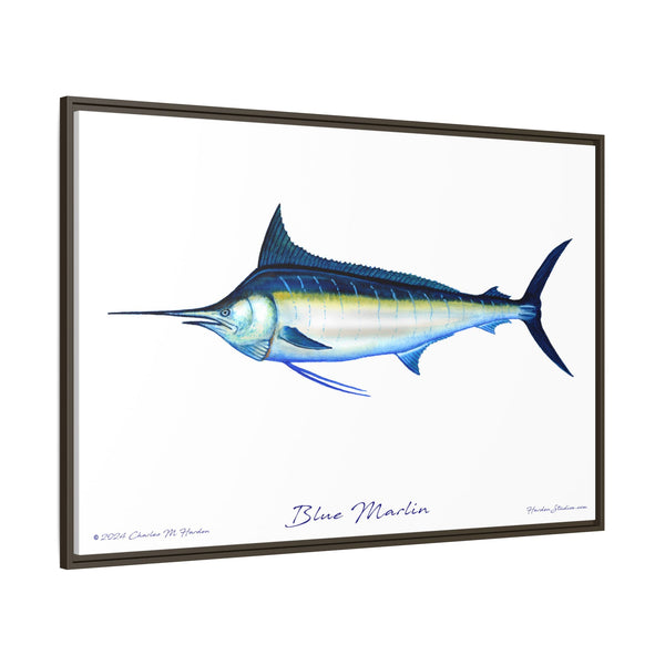 Framed Blue Marlin Canvas Fish Wall Art Print by Charles Harden