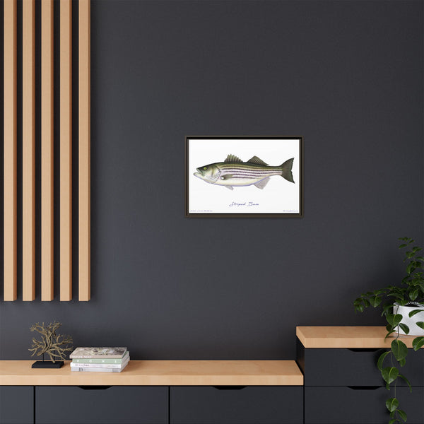 Striped Bass Framed Canvas Fish Art Print