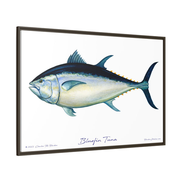 Bluefin Tuna Framed Canvas Fish Art Print