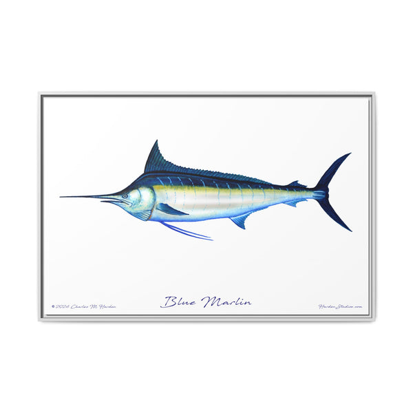 Framed Blue Marlin Canvas Fish Wall Art Print by Charles Harden