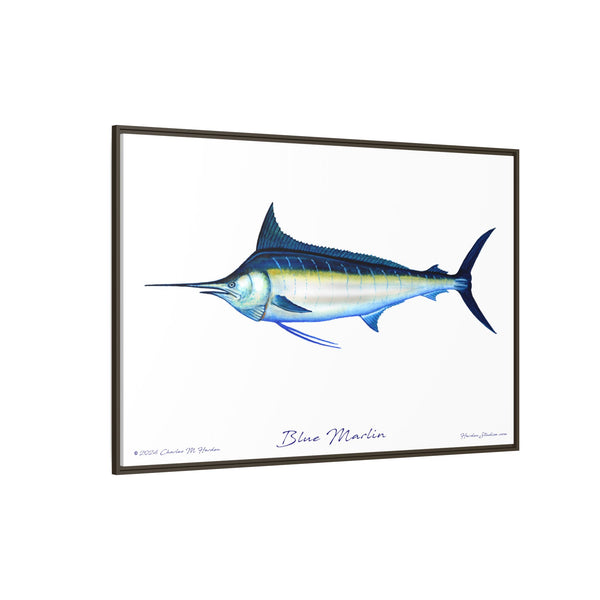 Framed Blue Marlin Canvas Fish Wall Art Print by Charles Harden