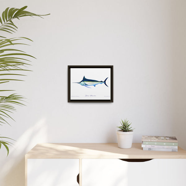 Framed Blue Marlin Canvas Fish Wall Art Print by Charles Harden