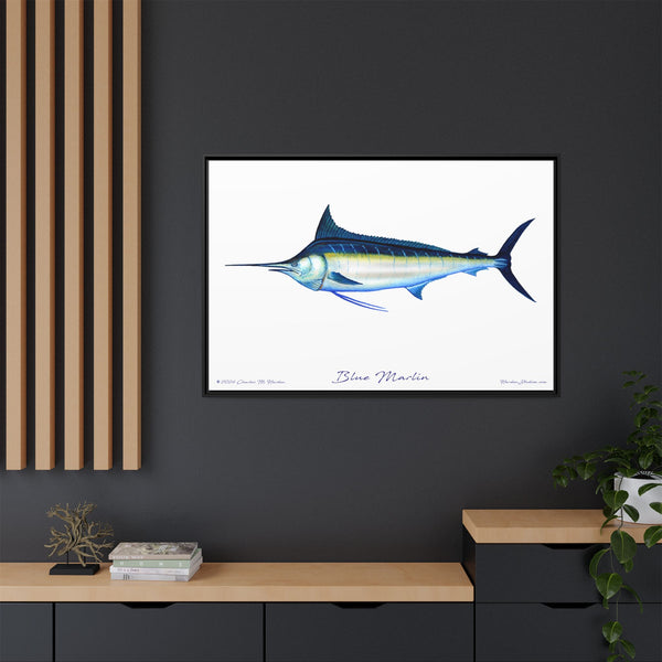 Framed Blue Marlin Canvas Fish Wall Art Print by Charles Harden