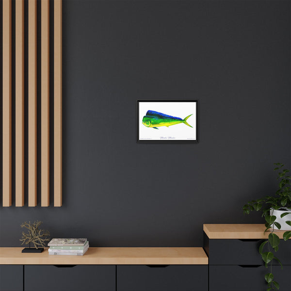 Mahi Mahi Framed Canvas Fish Art Print