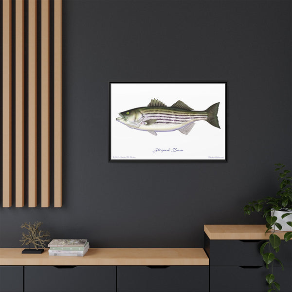 Striped Bass Framed Canvas Fish Art Print