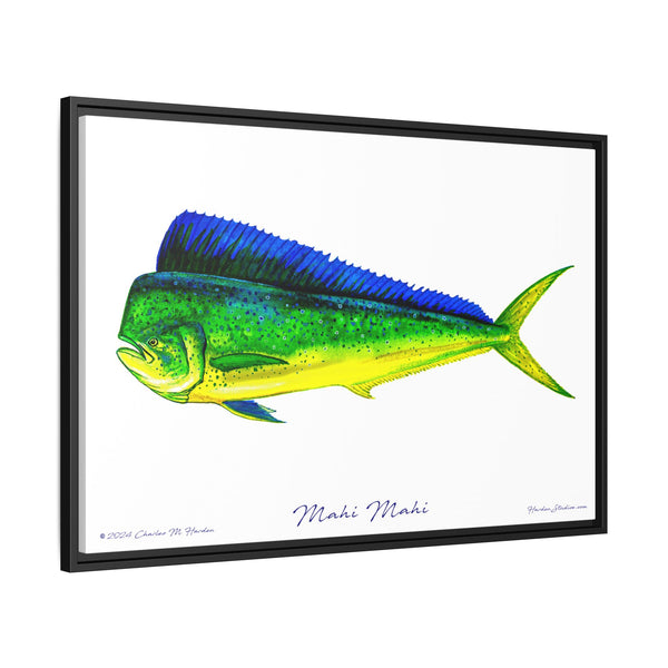 Mahi Mahi Framed Canvas Fish Art Print