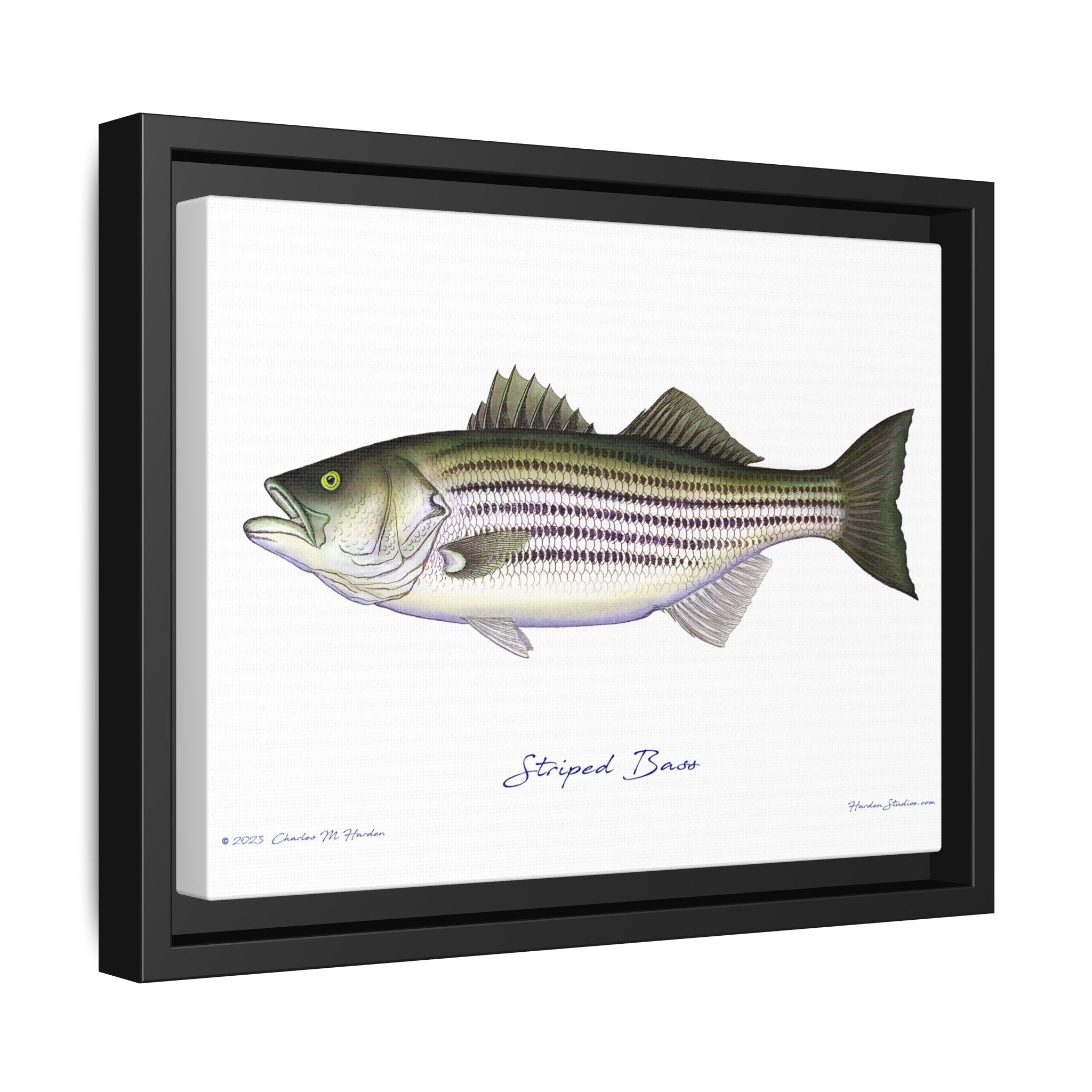 Striped Bass Framed Canvas Fish Art Print