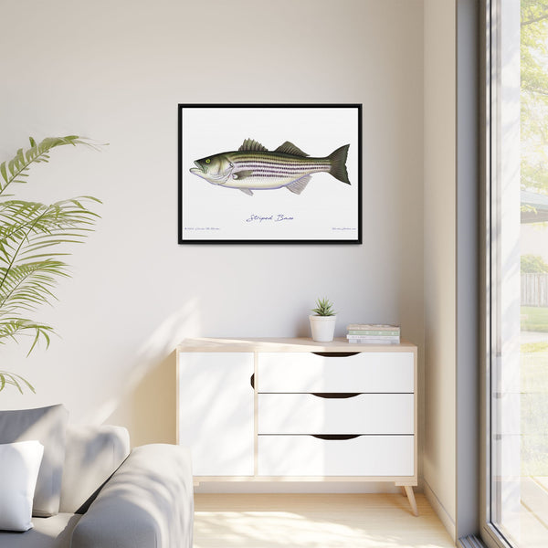 Striped Bass Framed Canvas Fish Art Print