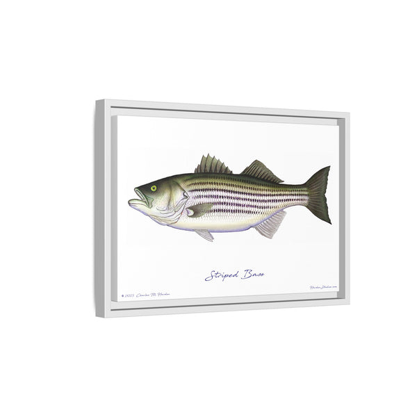 Striped Bass Framed Canvas Fish Art Print