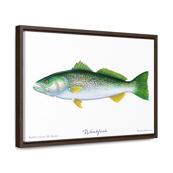 Framed Weakfish Canvas Fish Fishing Wall Art Print with Free Shipping