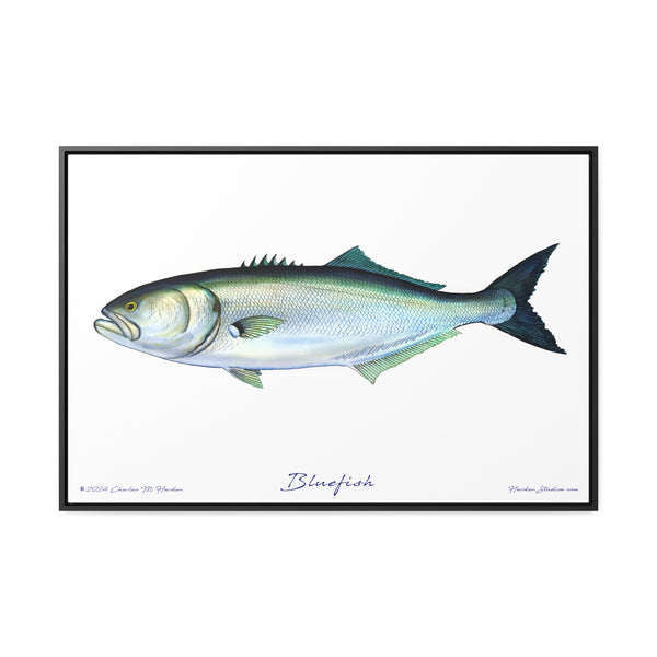 Framed Bluefish Canvas Fish Wall Art Print by Charles Harden - Free Shipping