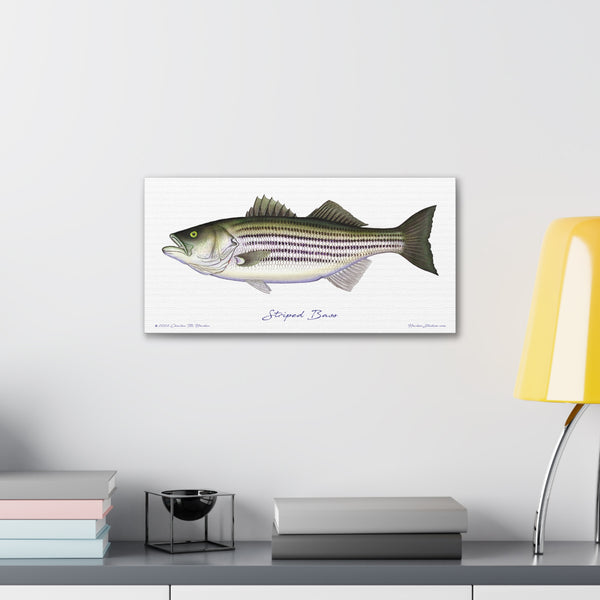 Striped Bass Canvas Wall Art Print