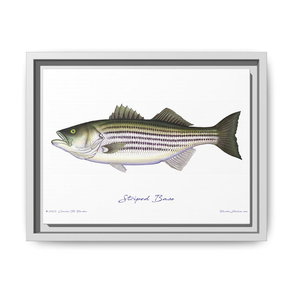 Striped Bass Framed Canvas Fish Art Print