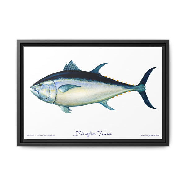 Bluefin Tuna Framed Canvas Fish Art Print