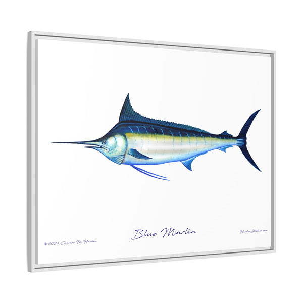 Framed Blue Marlin Canvas Fish Wall Art Print by Charles Harden