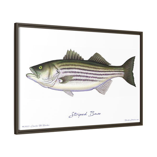 Striped Bass Framed Canvas Fish Art Print