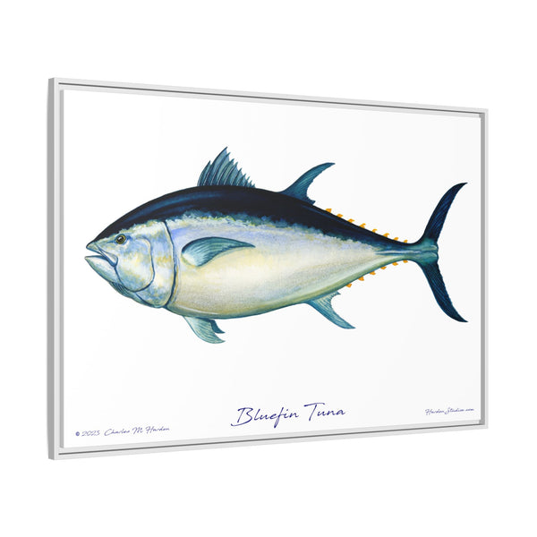 Bluefin Tuna Framed Canvas Fish Art Print