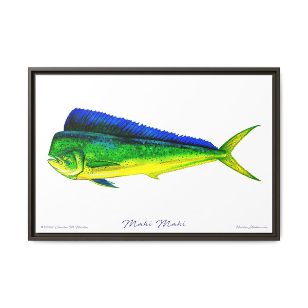 Mahi Mahi Framed Canvas Fish Art Print