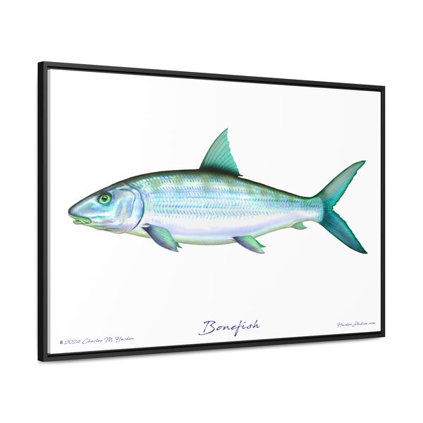 Framed Bonefish Canvas Fish Wall Art Print with Free Shipping