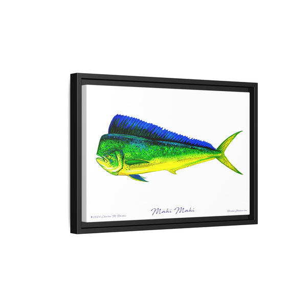 Mahi Mahi Framed Canvas Fish Art Print