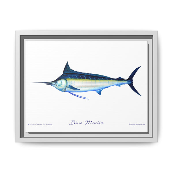 Framed Blue Marlin Canvas Fish Wall Art Print by Charles Harden