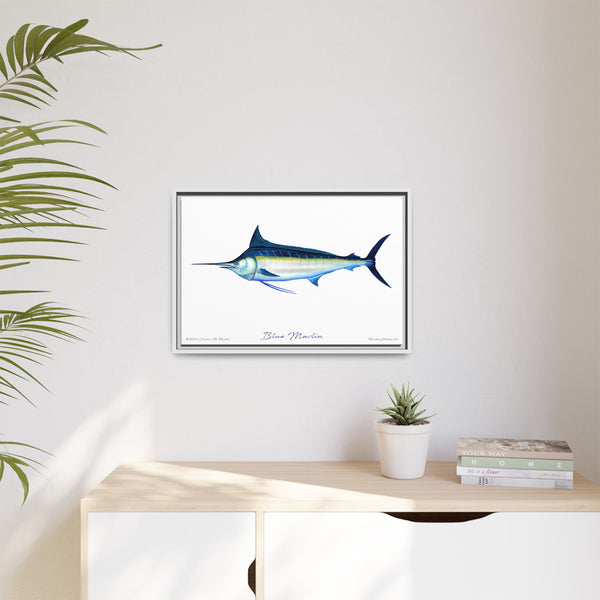 Framed Blue Marlin Canvas Fish Wall Art Print by Charles Harden