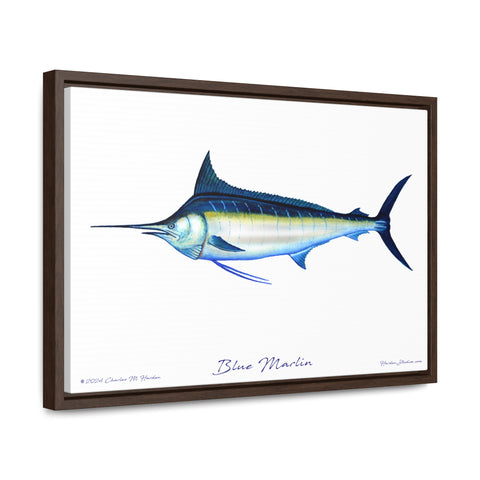 Framed Blue Marlin Canvas Fish Wall Art Print by Charles Harden - Free Shipping