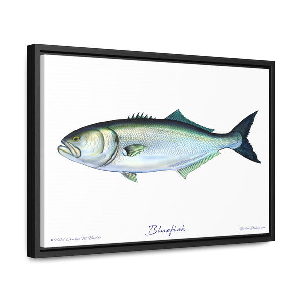 Framed Bluefish Canvas Fish Wall Art Print by Charles Harden - Free Shipping