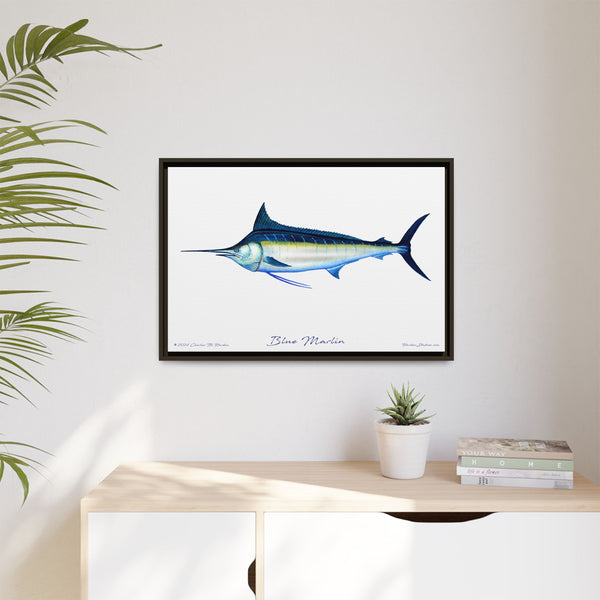 Framed Blue Marlin Canvas Fish Wall Art Print by Charles Harden