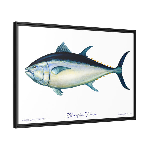 Bluefin Tuna Framed Canvas Fish Art Print