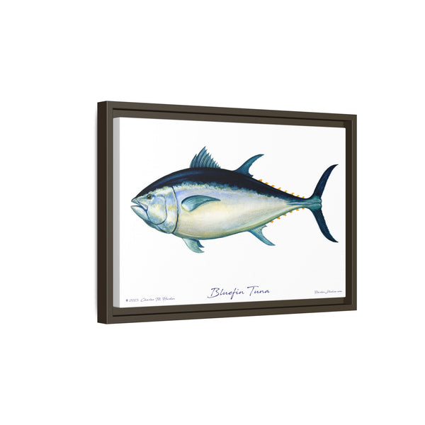 Bluefin Tuna Framed Canvas Fish Art Print