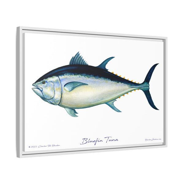 Bluefin Tuna Framed Canvas Fish Art Print