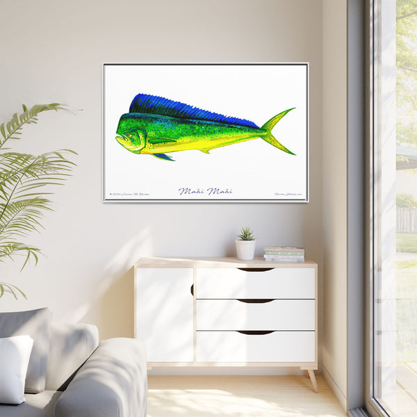 Mahi Mahi Framed Canvas Fish Art Print