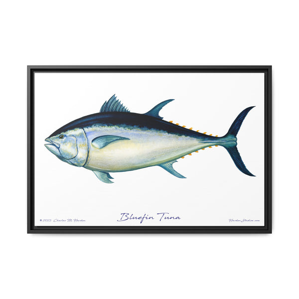 Bluefin Tuna Framed Canvas Fish Art Print