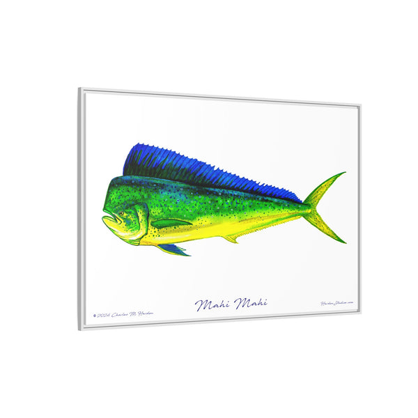 Mahi Mahi Framed Canvas Fish Art Print