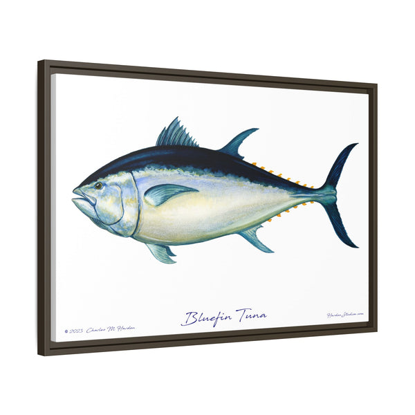 Bluefin Tuna Framed Canvas Fish Art Print